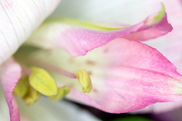 Alstroemeria Peruvian Pink and White Lily on Black Background