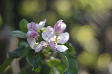 Blüten an einem Säulenapfel
