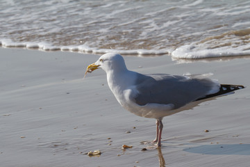 a seagull with a piece of a crab in the beak standing on the beach close to the water