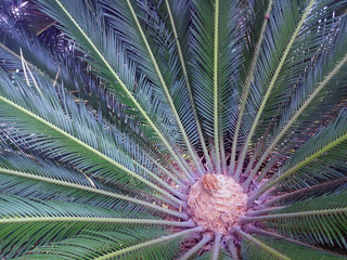 Naklejka na ściany i meble Palm Leaves Green Backdrop. Closeup Palm Tree Background for Vacation and Travel Design