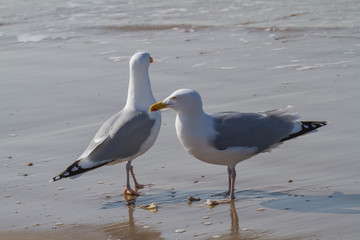 two seagulls standing on the beach close to the water