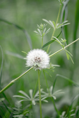 dandelion on green background