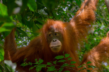 orangutanes en la selva de Sumatra