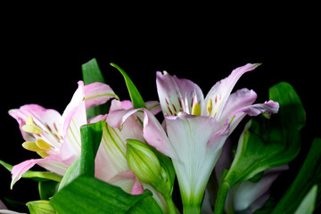 Fototapeta premium Alstroemeria Peruvian Pink and White Lily on Black Background