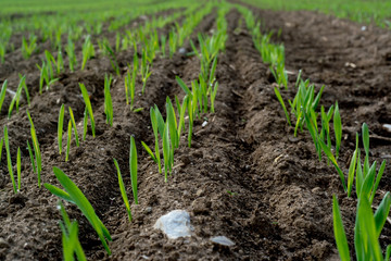 Erste keimende Pflanzen auf Feld