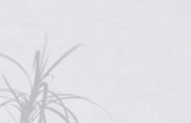 Summer background of shadows branch leaves on a white wall. White and Black for overlaying a photo or mockup