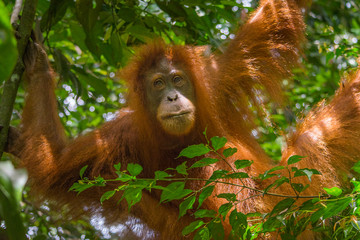 orangutanes en la selva de Sumatra