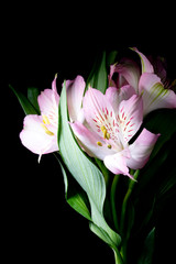 Alstroemeria Peruvian Pink and White Lily on Black Background