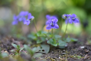 Blühende Veilchen (Viola)