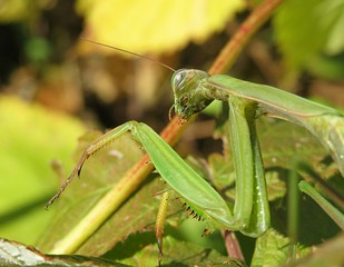 Green mantis in autumn garden, closeup