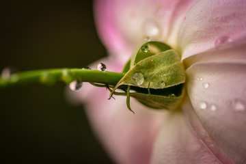Flower drop reflection wallpapers