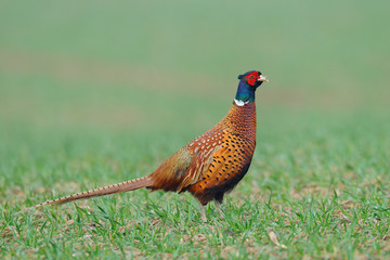 Pheasant in springtime, Male, Germany, Europe