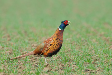 Pheasant in spring, Male, Germany, Europe