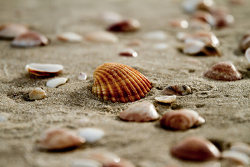 Shells
