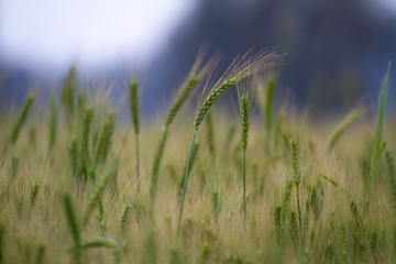 Wheat field