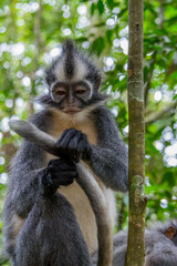 monos en la selva