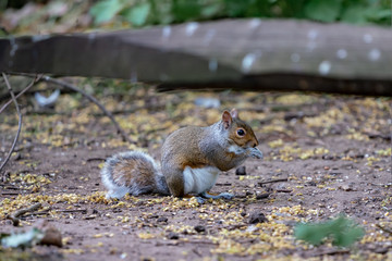 red squirrel eating a nut