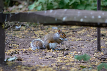 red squirrel eating a nut