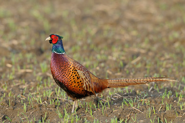 Pheasant in spring, Germany, Europe