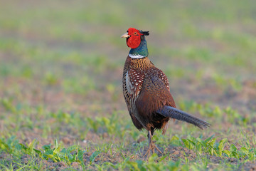 Pheasant in springtime on field, Male, Germany, Europe