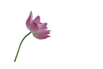A beautiful pink clipping path on white background