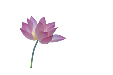 A beautiful pink lotus clipping path on white background