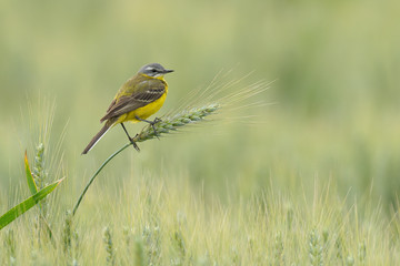Yellow wagtail in grain field, Germany, Europe
