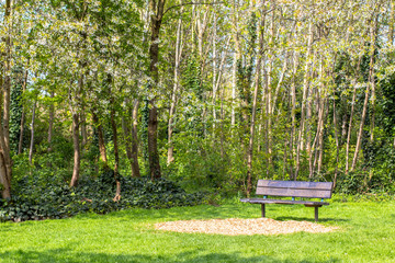 Footpath in a flowered park. Green and flowering trees. Bright gozon. Bench in the park and flowering trees around.