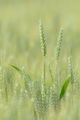 Wheat in Summer, Germany, Europe