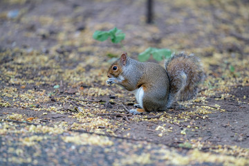 red squirrel eating a nut