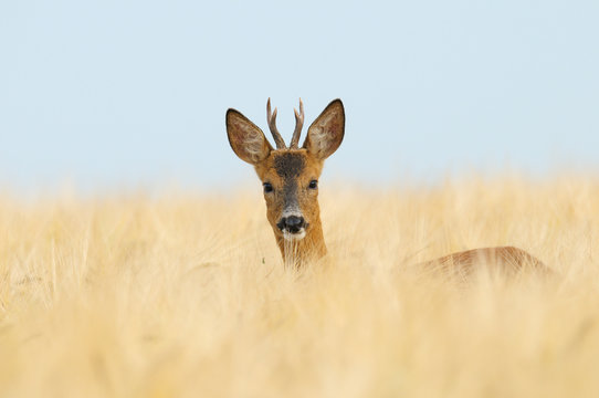 Western Roe Deer (Capreolus capreolus), Roebuck, Germany, Europe