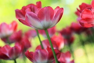 Obraz na płótnie Canvas Beautiful blooming tulips