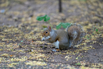 red squirrel eating a nut
