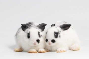 Little couple rabbit sitting on isolated white background at studio. It's small mammals in the family Leporidae of the order Lagomorpha. Animal studio portrait. © krumanop