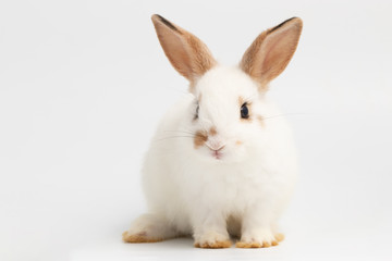 Little white rabbit sitting on isolated white background at studio. It's small mammals in the family Leporidae of the order Lagomorpha. Animal studio portrait.