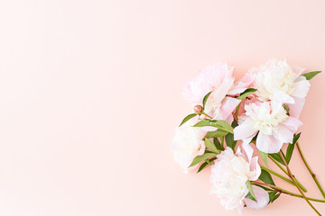 Flat lay composition with light pink peonies on a pink background