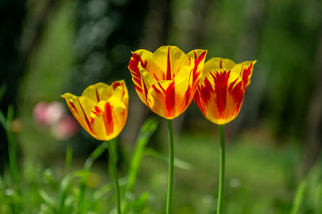 Tulips