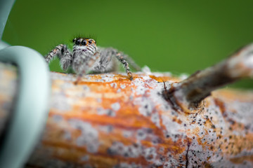 spider close up macro shot, spiky eyes of this salticidae spider