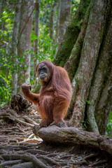 orangutanes en la selva de Sumatra