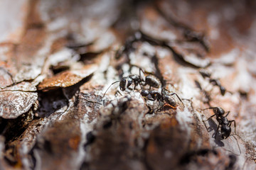 lasius ants on a dead tree branch wokring in team