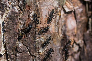 lasius ants on a dead tree branch wokring in team