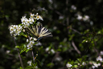 Machon - Papillo Machaon - fully grown harvesting pollen from a bloomed flower