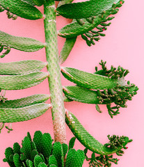 Plants on pink fashion concept. Cactus tree on pink wall background