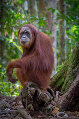 orangutanes en la selva de Sumatra