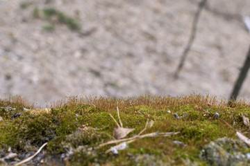Green moss grows on the tree. Vegetation in the humid forest.