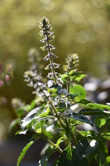 Blühendes Strauchbasilikum 'Magic White'
