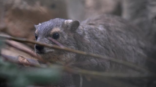 Yellow-spotted rock hyrax lurking among the branches of a tree, sitting and wiggling his black nose, excited