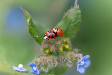 ladybug on a blue flower