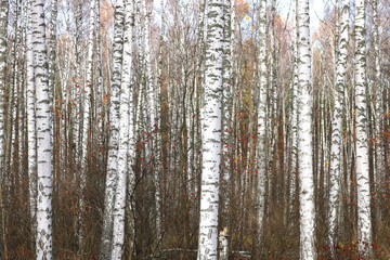 beautiful scene with birches in october among other birches with yellow birch leaves in birch grove