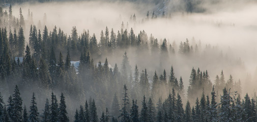 Bewaldete Berge in Nebel gehüllt